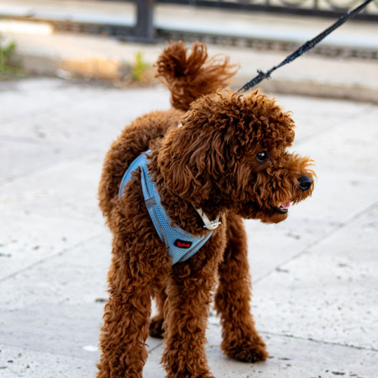 Leashes, Collars, & Harnesses