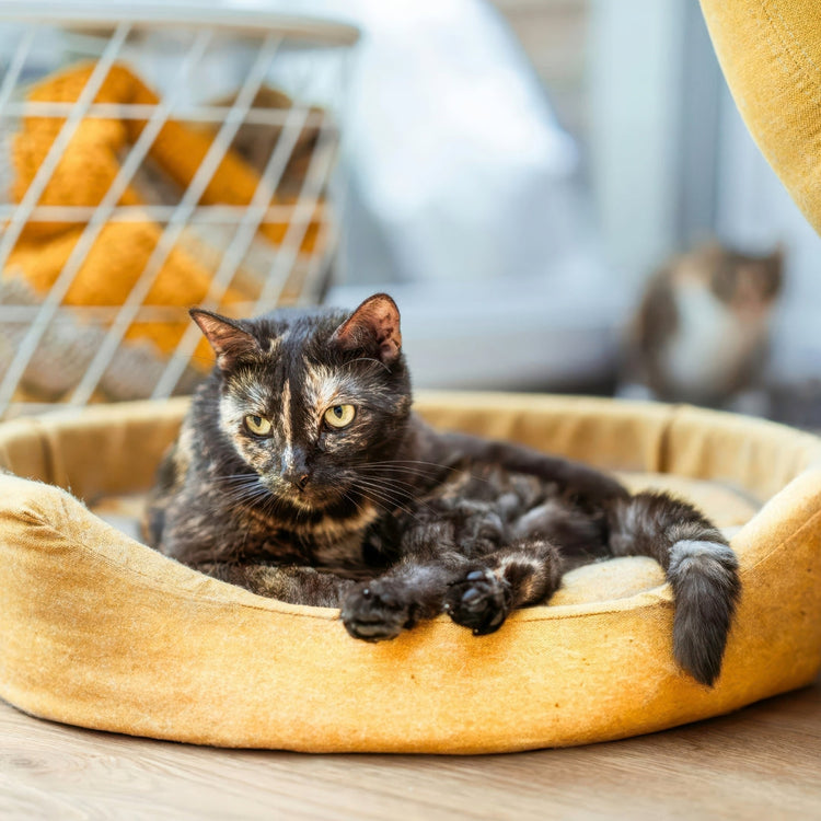 Pet Beds & Furniture