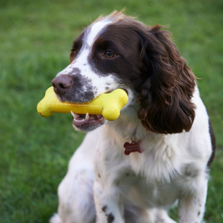 Toys & Chews