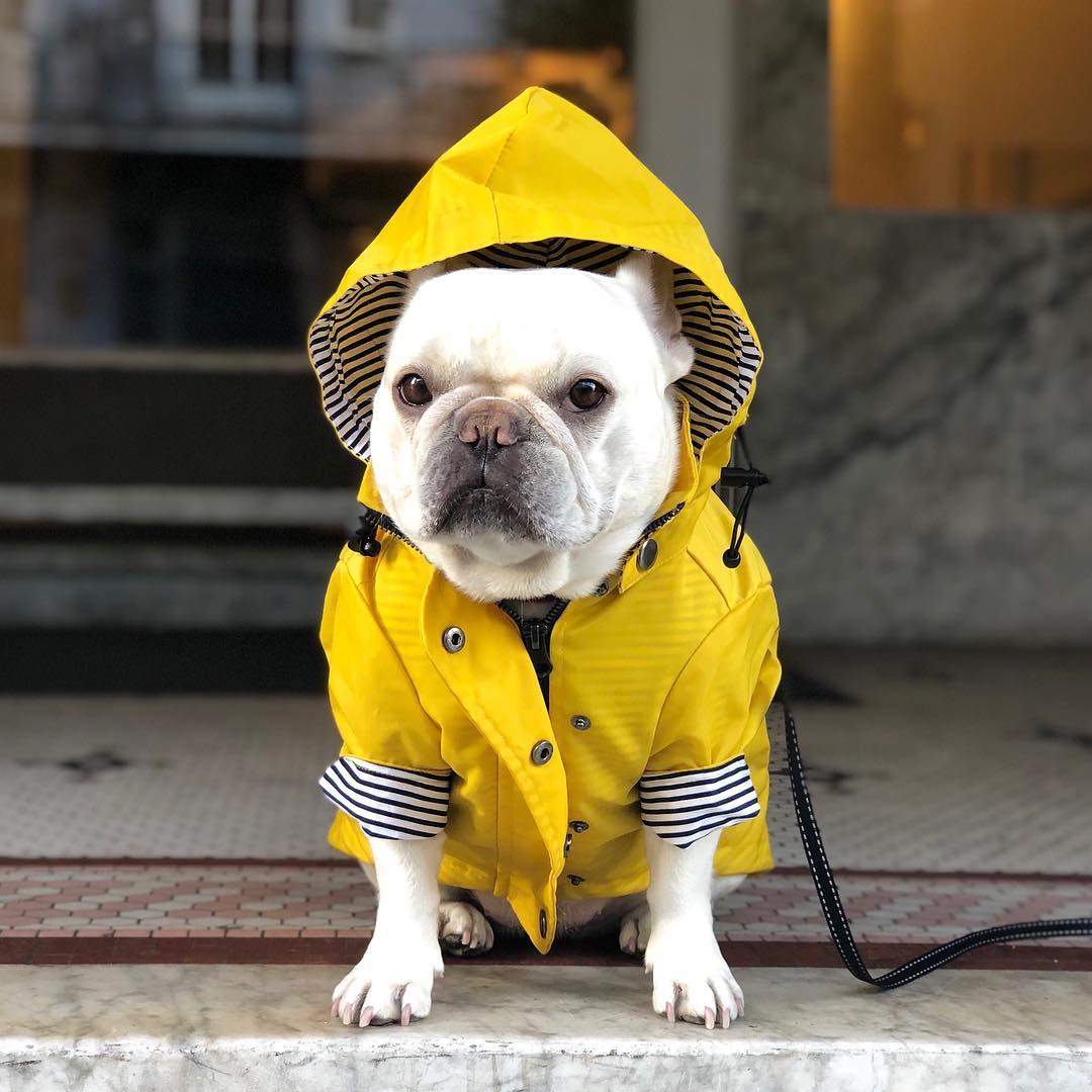 Waterproof Dog Raincoat Lightweight Pet Clothes
