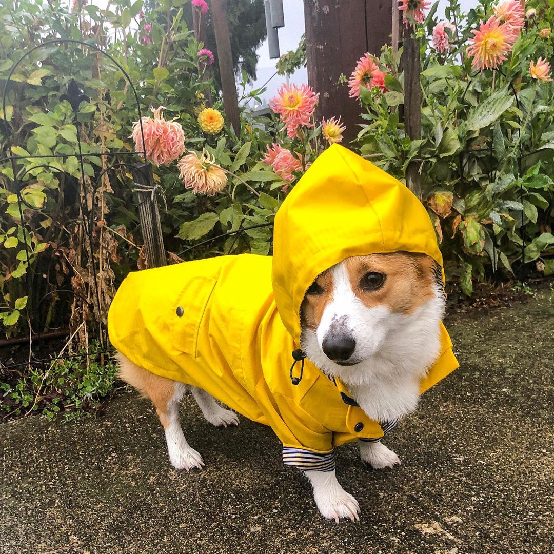 Waterproof Dog Raincoat Lightweight Pet Clothes