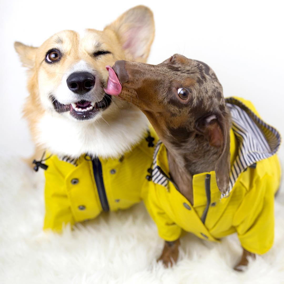 Waterproof Dog Raincoat Lightweight Pet Clothes