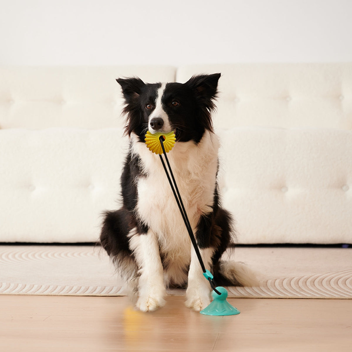 Interactive Suction Cup Dog Tug Toy