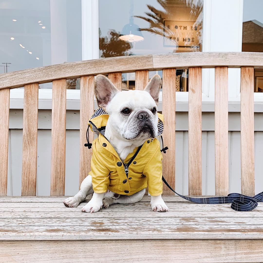 Waterproof Dog Raincoat Lightweight Pet Clothes