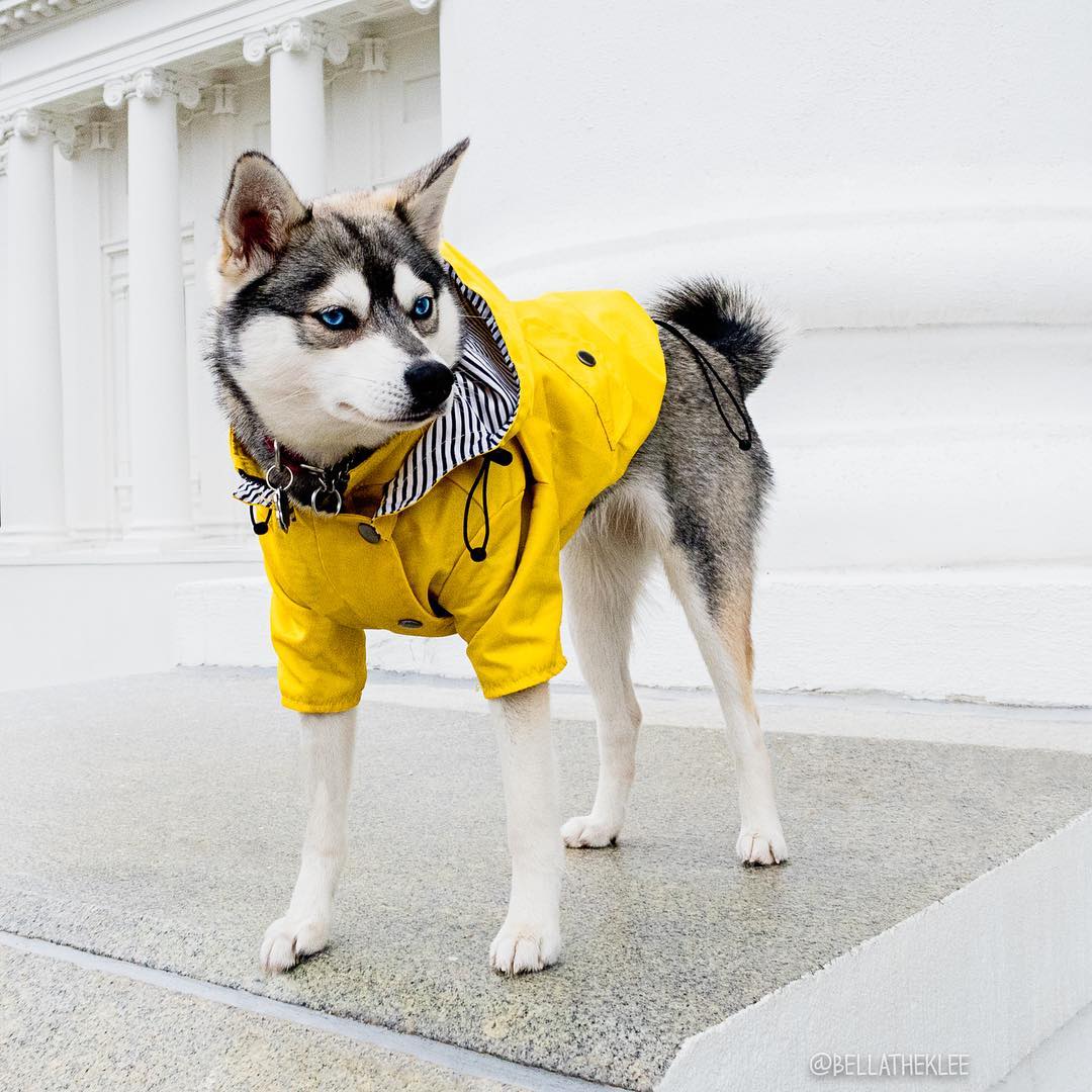 Waterproof Dog Raincoat Lightweight Pet Clothes