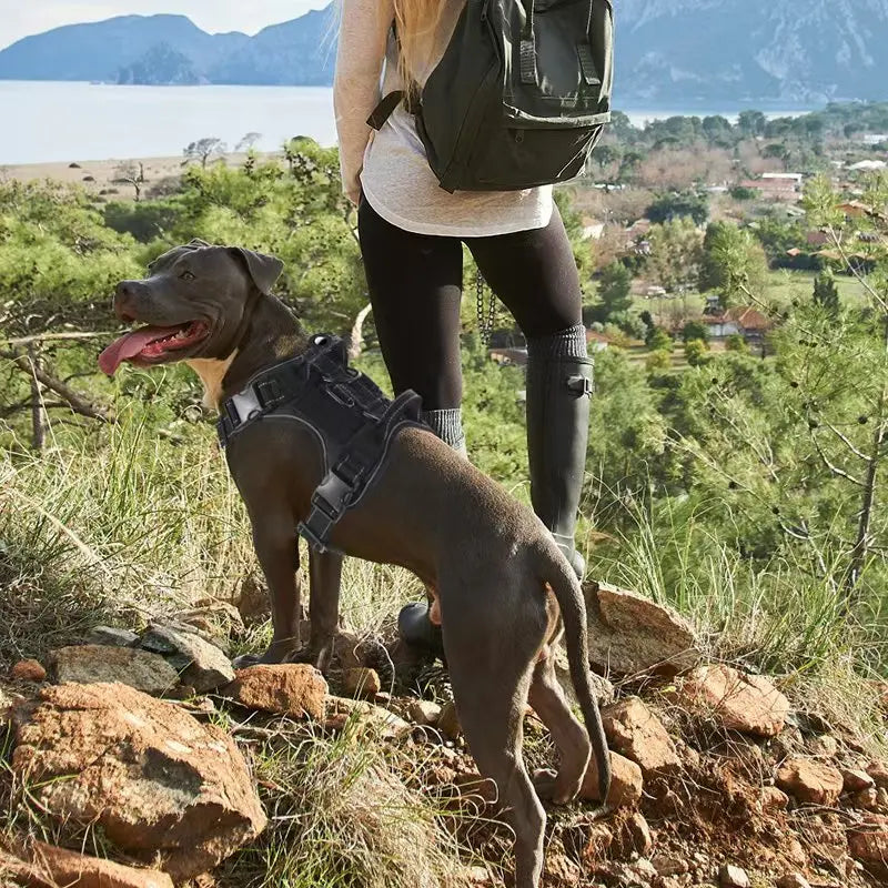 No-Pull Adjustable Locator Dog Chest Harness