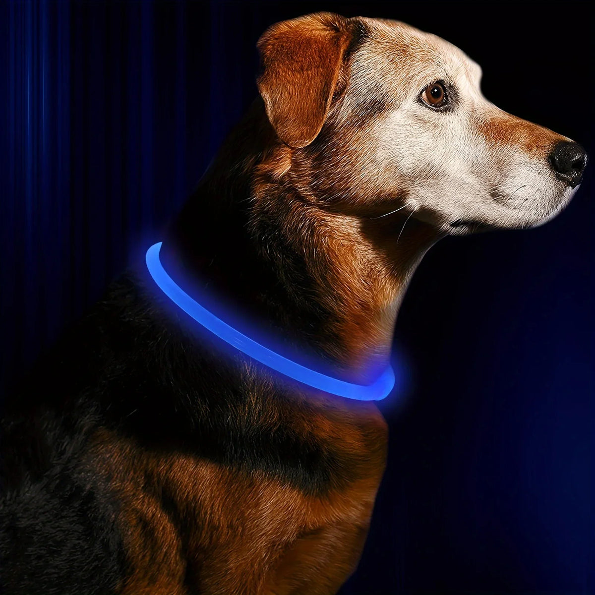 USB Rechargeable LED Luminous Dog Collar