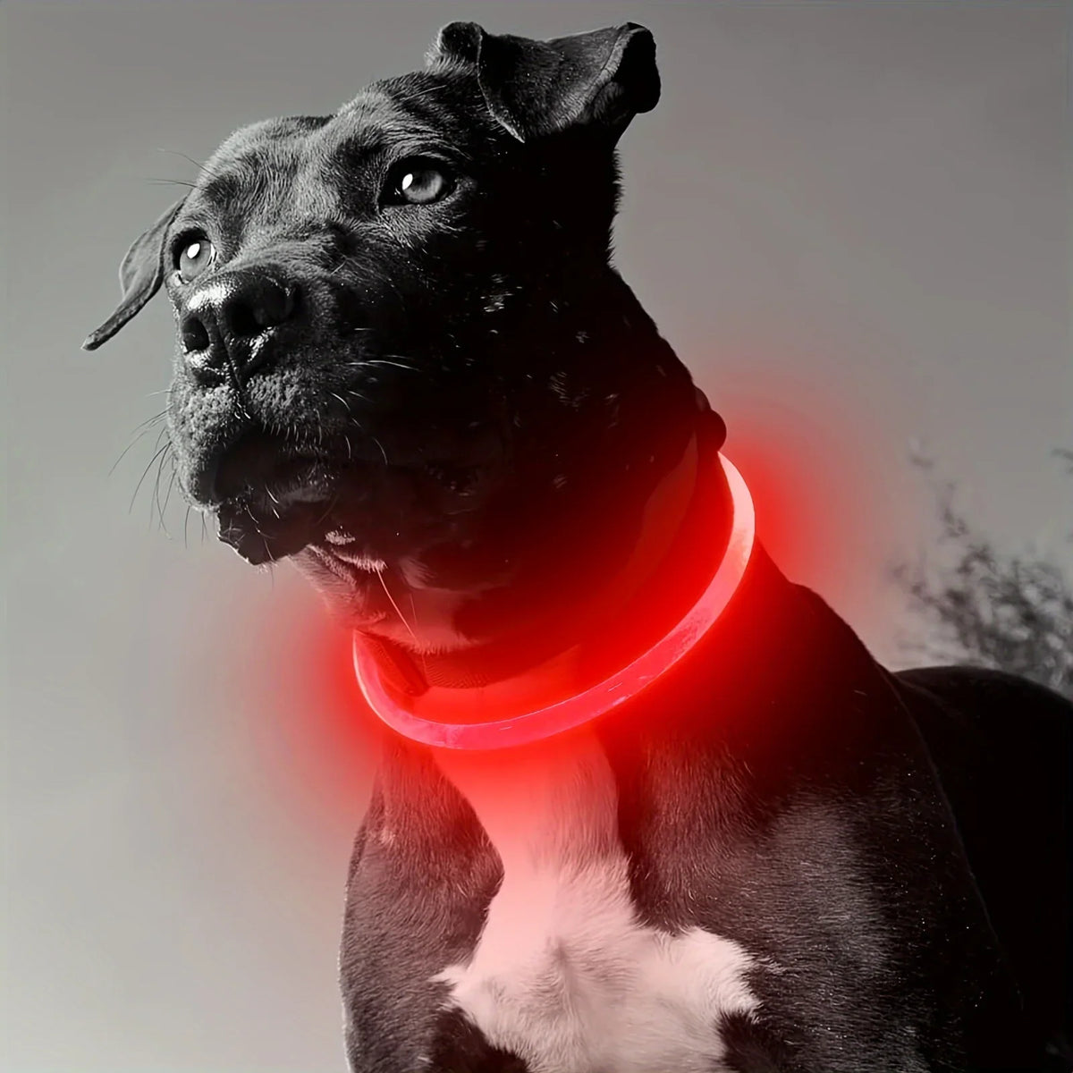 USB Rechargeable LED Luminous Dog Collar