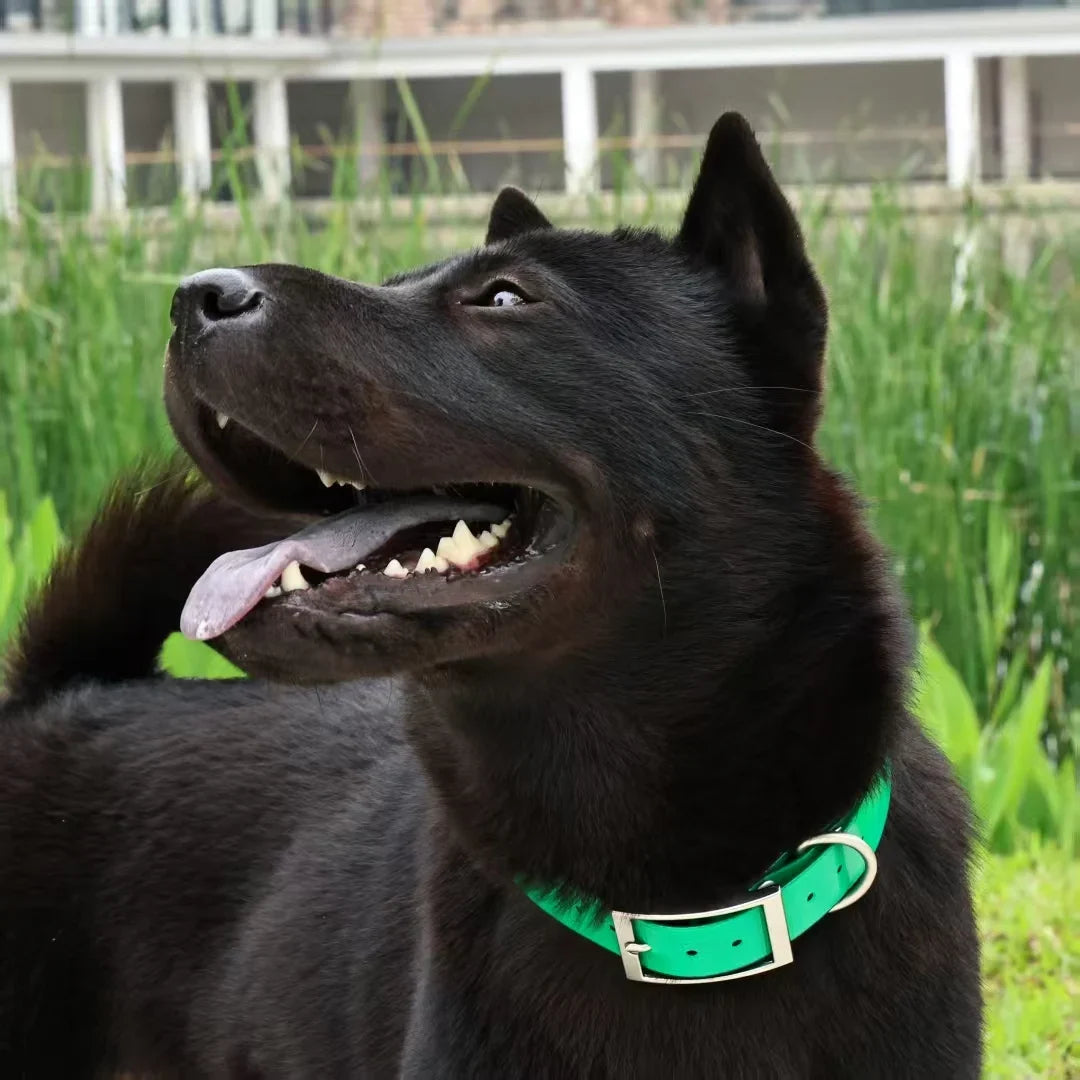 Heavy-Duty Waterproof TPU Dog Collar