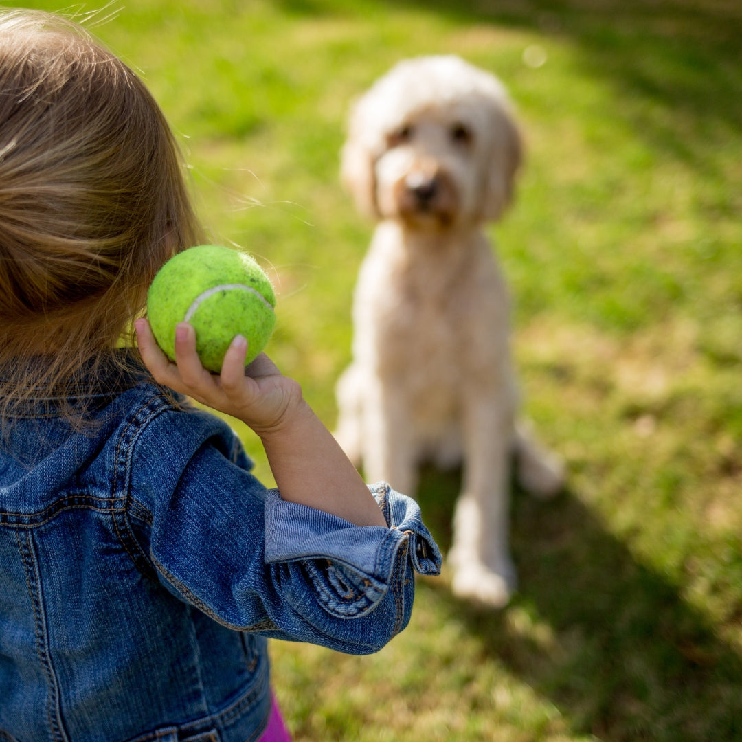 A child in a denim jacket holds a green tennis ball while a fluffy light-colored dog sits on grass in the background.