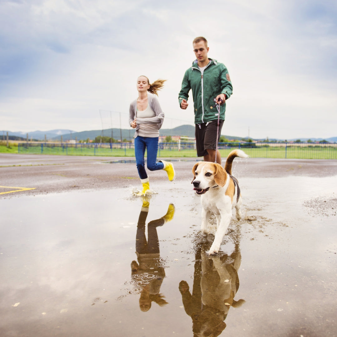 A man and a woman jogging outdoors with a beagle dog in the foreground, standing in a puddle that reflects their figures. The man wears a green jacket and dark shorts, and the woman wears a light gray top and blue leggings.
