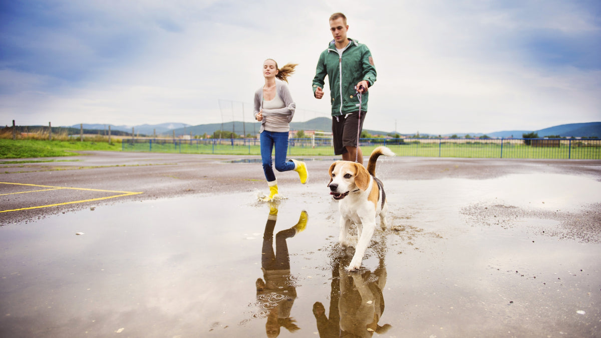 A man and a woman running through a large puddle with a dog in the foreground, outdoors under a cloudy sky.
