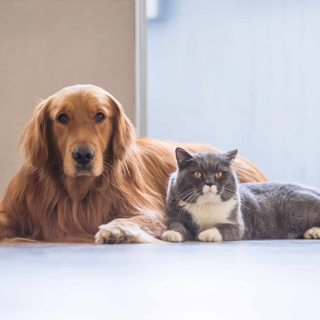 Dog and cat lying on a surface with a blurred background