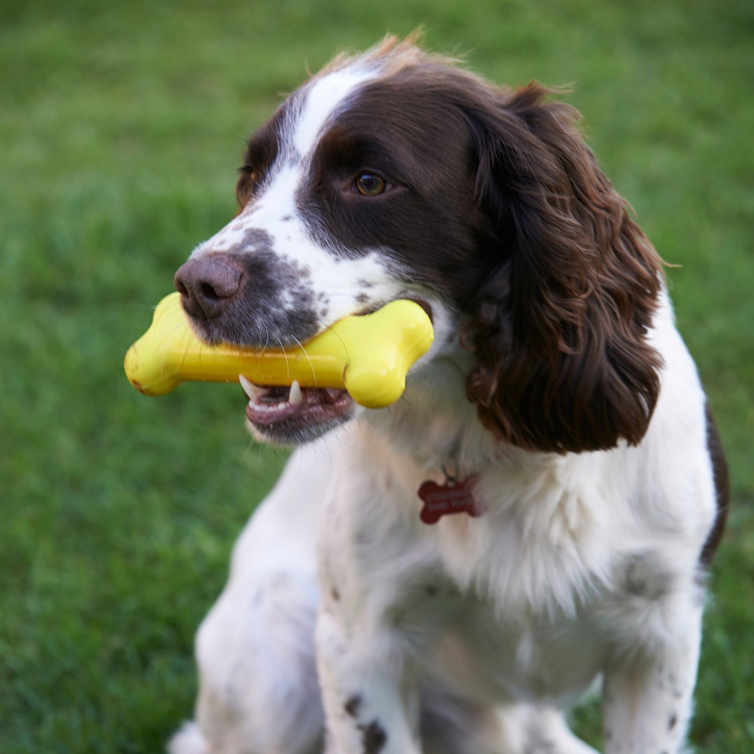 A brown and white dog sitting on green grass holding a yellow bone-shaped dog toy in its mouth.