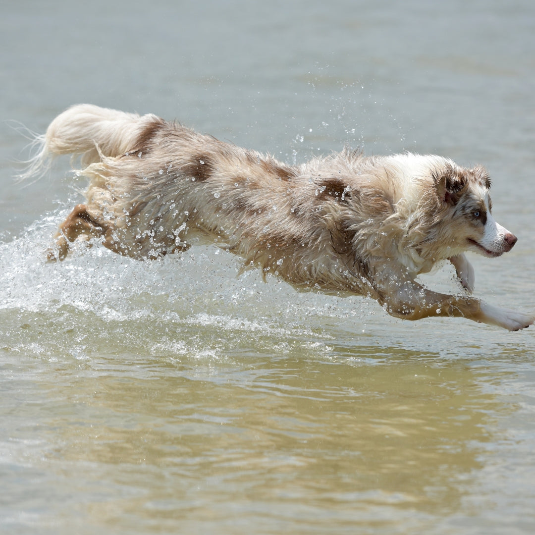 A long-haired dog running through shallow water, creating a splash. The dog has a mottled coat of white, tan, and brown, and its body is captured mid-stride against a natural water background.