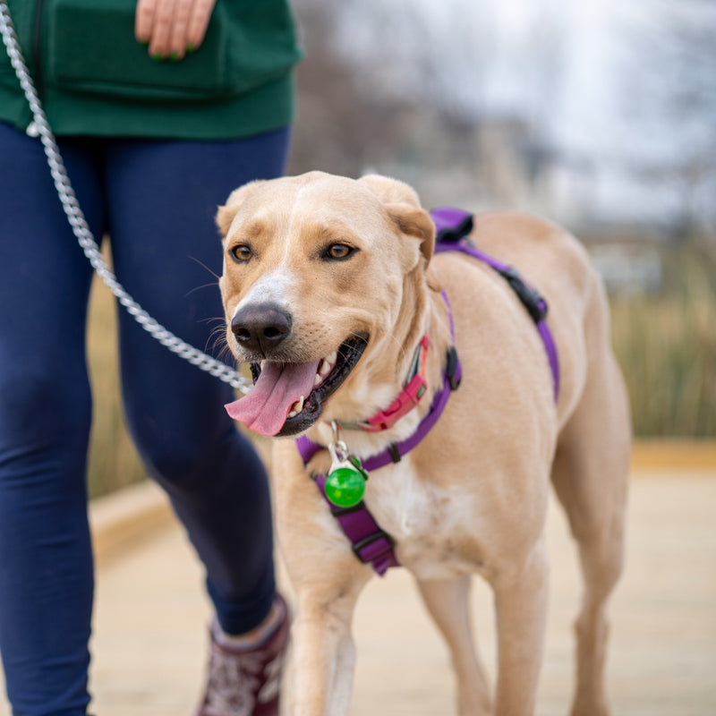 Adventure Ready Walks