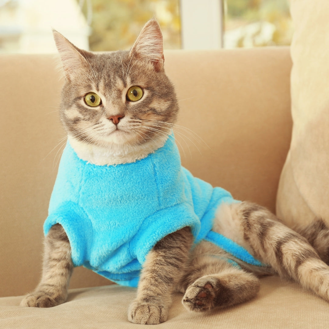 A gray tabby cat wearing a bright blue fleece pet sweater, sitting on a beige couch.