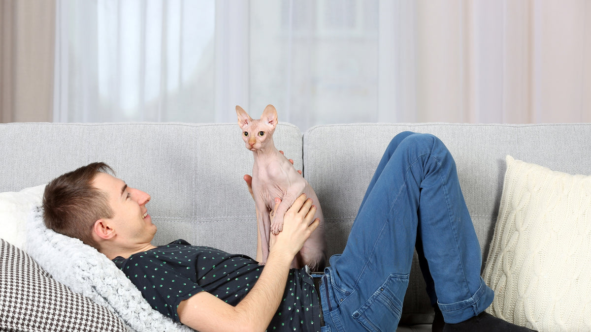 A man lying on a light gray sofa with a pink hairless cat sitting on his chest in a bright living room.