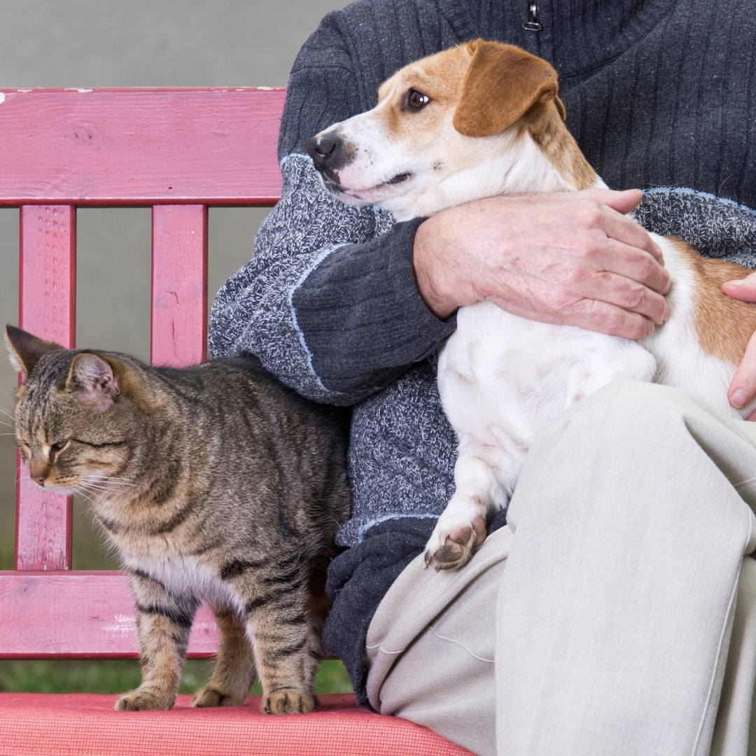 A person sitting on a pink bench holds a small brown-and-white dog while a gray tabby cat stands beside them.