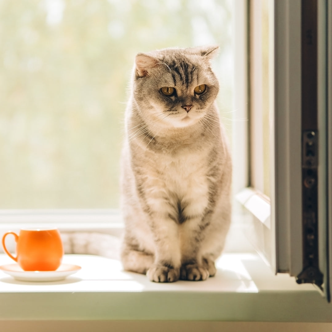 A gray and white Scottish fold cat sits on a sunlit windowsill next to an orange cup on a saucer.