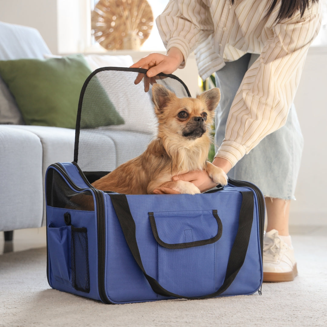 A small tan dog sits inside a blue pet carrier bag with black trim, held by a person in a living room setting.